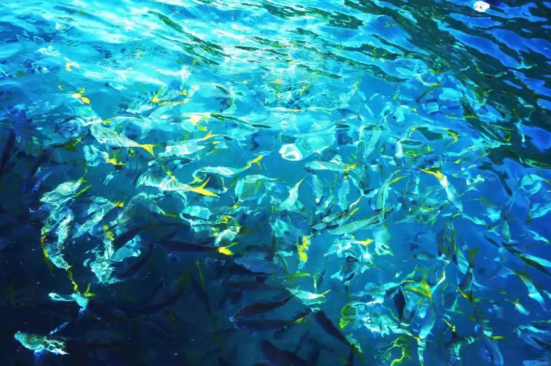 中国旅游护照,中国护照可以意大利旅游吗