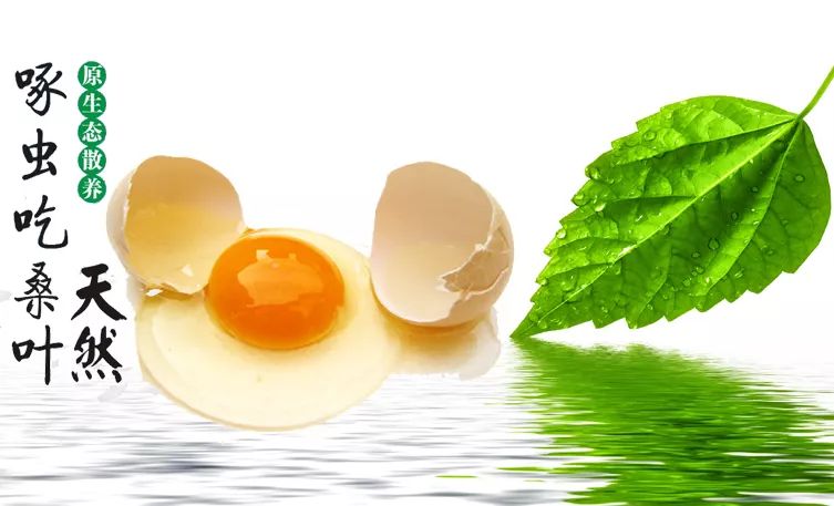 桑树效益知多少！桑叶用途多，桑葚效益高！