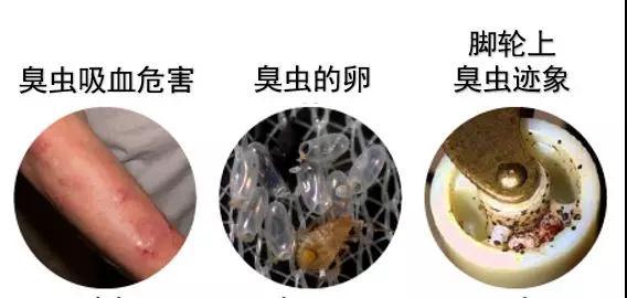 家里发现臭虫应该怎么消灭它们,家里发现臭虫怎么治疗