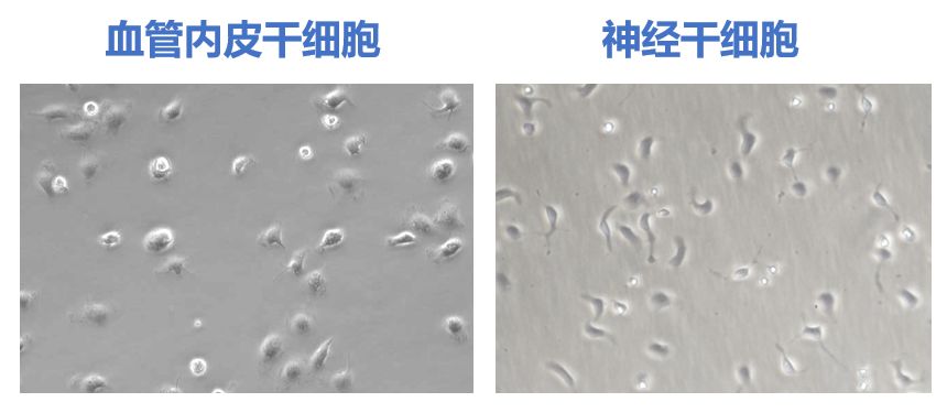 我们的城市病了怎么办,我们的城市病了英文视频
