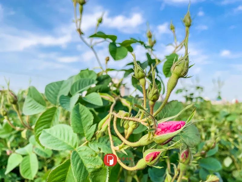 五月芬芳之旅，与你相约海安大马士革*瑰园玫**