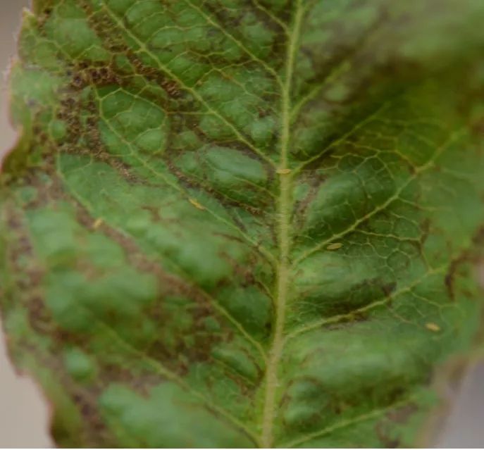 果汁阳台月季如何防治病虫害,藤本月季的病虫害及防治