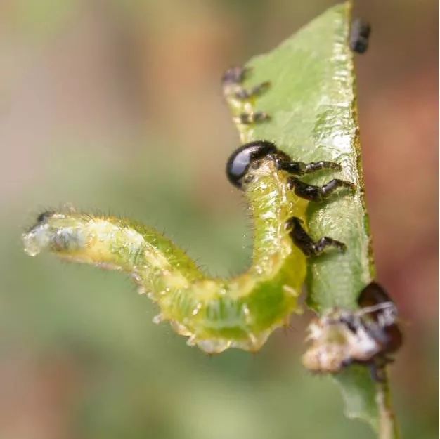 果汁阳台月季如何防治病虫害,藤本月季的病虫害及防治
