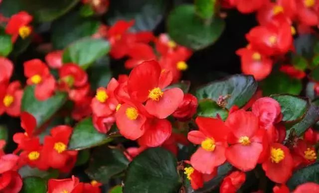 仙人掌养花知识,仙人掌养不死的诀窍