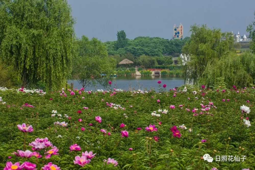 美炸了！初夏花仙子！有爱的人免费玩！把最美奉献给你！