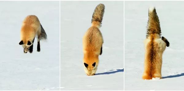 日本“手工鬼才”捏的小动物模型，比表情包还沙雕