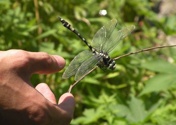 老成都江湖龙门阵,老成都好耍的龙门阵