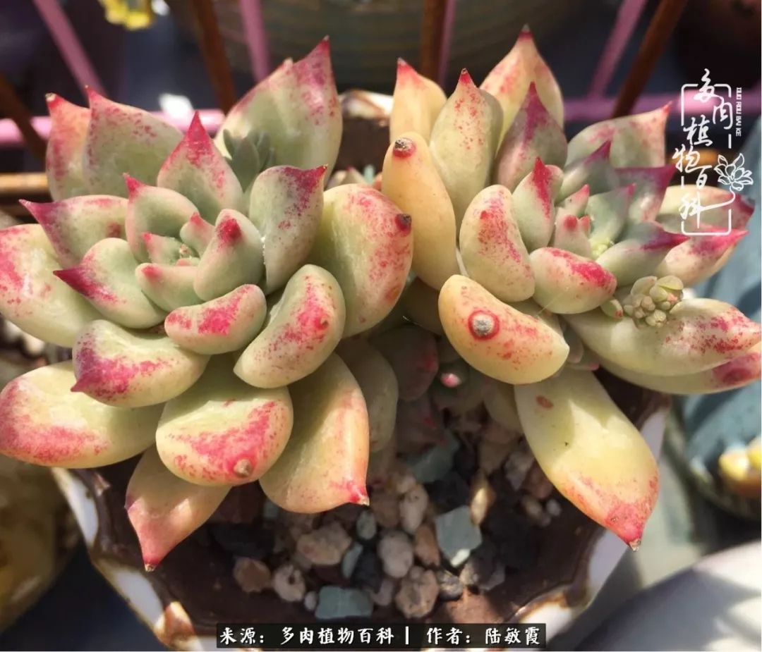 往后余生与花草相伴,往后余生与健康相伴