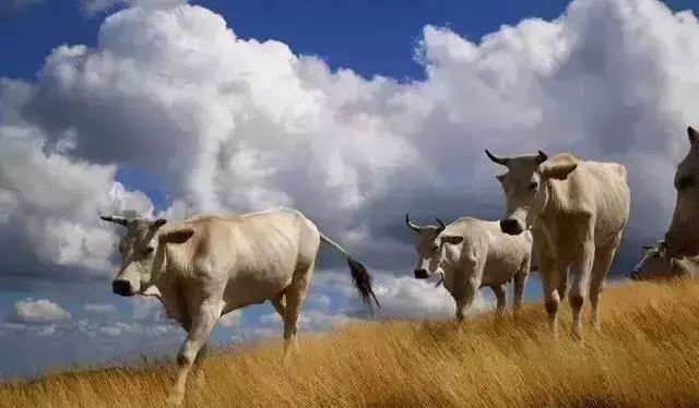 牛品种最好是哪个品种,适合生产雪花牛肉的中国牛品种
