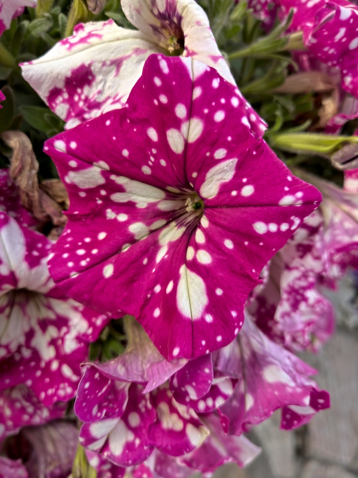 诺基亚9pureview,诺基亚9pureview拍照评分