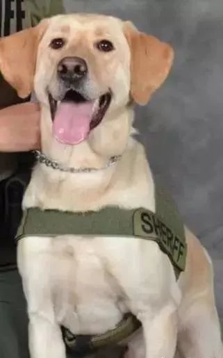 毒品对缉毒犬有没有影响,缉毒犬是不是让它有毒瘾