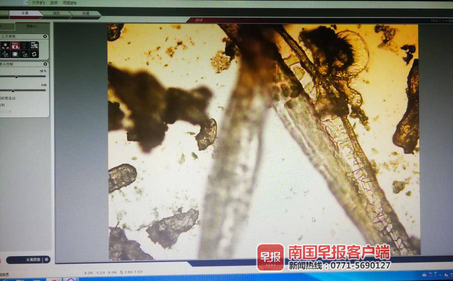 西红柿怎么辨别是不是催熟的,西红柿怎样辨别人工授粉和催熟