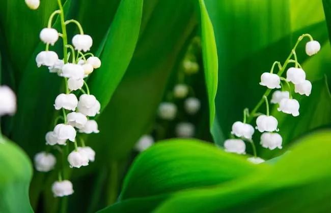 寻香|还原派VS颠覆派？诶呦~想不到这花还有两副面孔！（上）