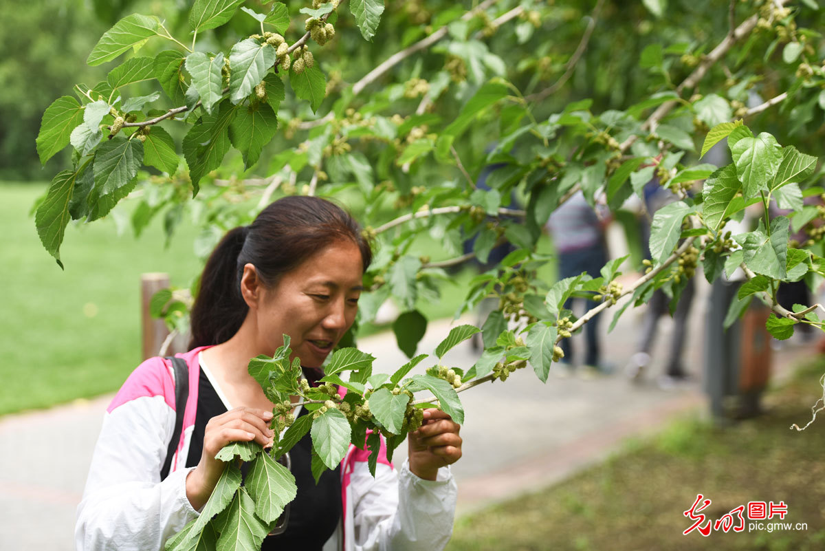 采摘桑葚也是一种乐趣,采摘桑葚的乐趣感想