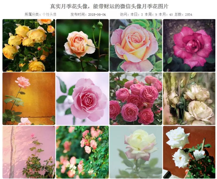 微信头像花图片,最惊艳的头像花