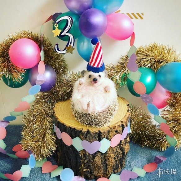 喵汪见我黯然失色萌萌哒的小刺猬Monaka走红网络