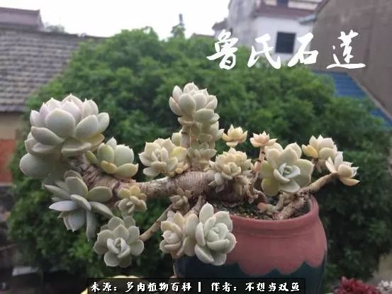 这是个什么神仙草？我被*引勾**了！不能自己一个人进坑！