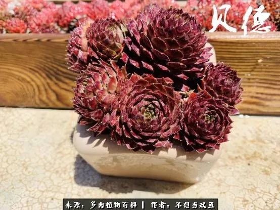 这是个什么神仙草？我被*引勾**了！不能自己一个人进坑！