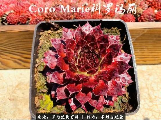 这是个什么神仙草？我被*引勾**了！不能自己一个人进坑！