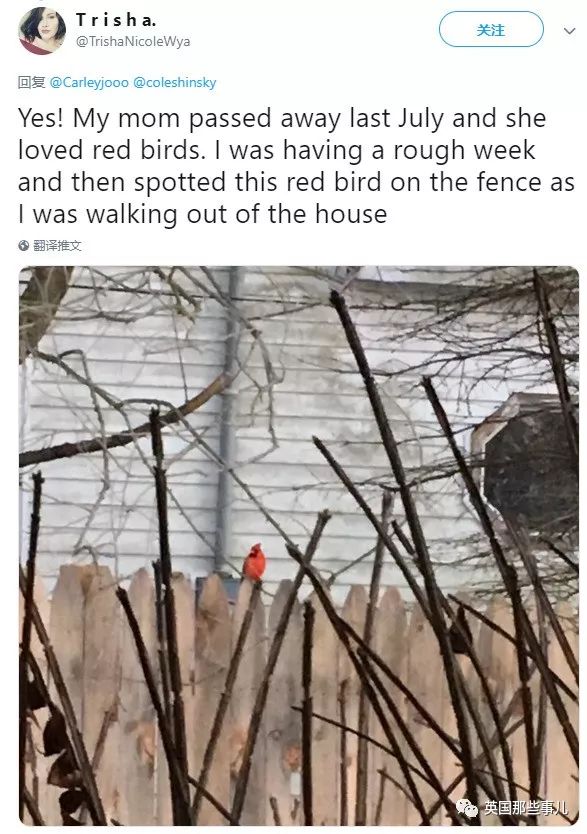 妈妈去世后化成黄蝴蝶,妈妈去世化作蝴蝶来看儿子