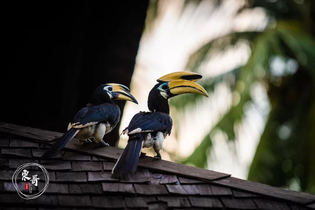 一岛一酒店科隆,一岛一酒店