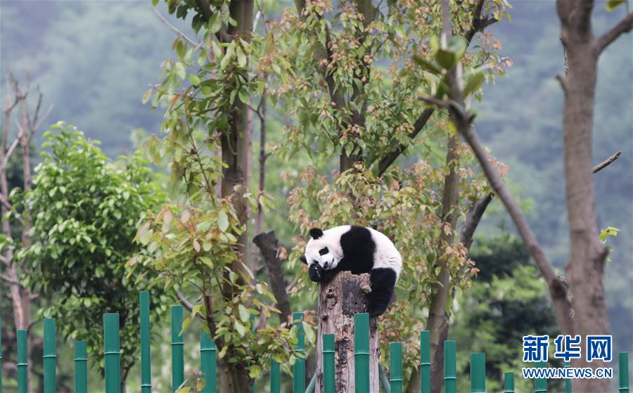 熊猫的幼儿园,可爱的熊猫幼儿园