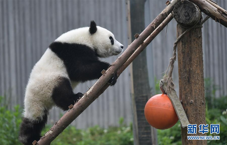 熊猫的幼儿园,可爱的熊猫幼儿园