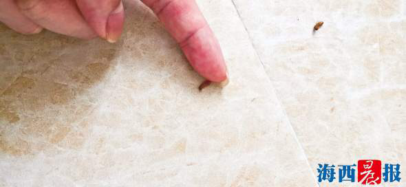 白蚁纷飞关好门窗不开灯,晚上白蚁满天飞