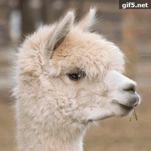 网红神兽！超级大奖！趣味畅游！全广州6.1都看这里了！