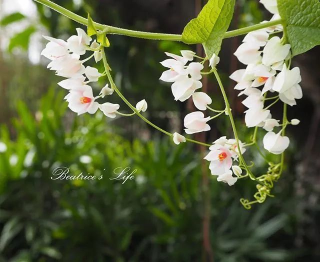 100种爬藤植物花墙,15种常用的园林观花爬藤植物