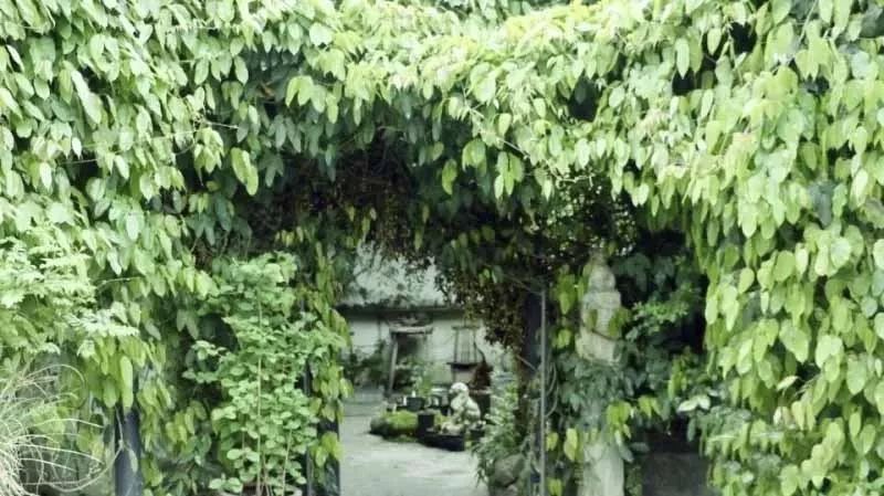 100种爬藤植物花墙,15种常用的园林观花爬藤植物