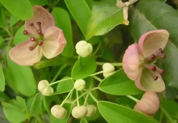 100种爬藤植物花墙,15种常用的园林观花爬藤植物