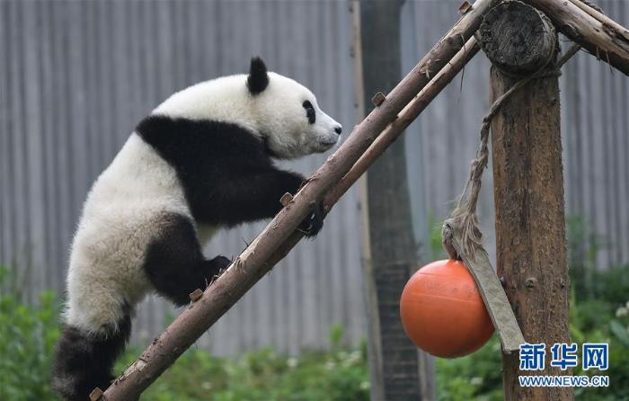 初夏的幼儿园学习,毛茸茸的熊猫幼儿园