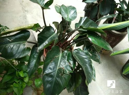 去甲醛最快的植物排行榜,装修房子吸甲醛最好的是什么植物