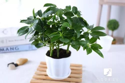 吸甲醛最好的植物排名,什么植物去甲醛最好又适合放卧室