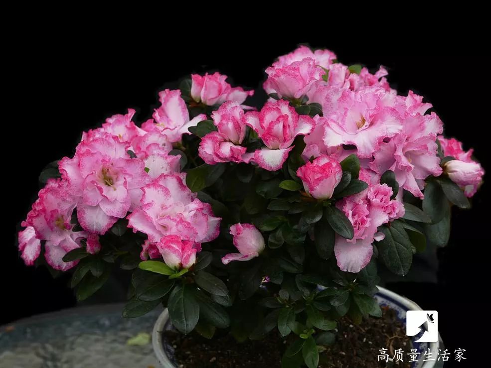 什么植物去甲醛最好又适合放卧室,吸甲醛最好的植物排行