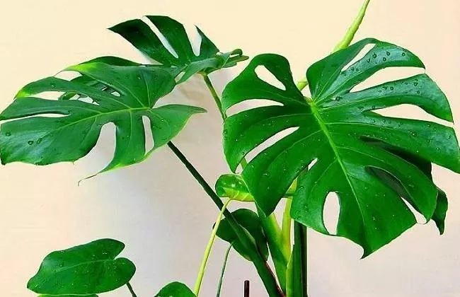 天太热怎么给花降温,天太热给花花草草浇水