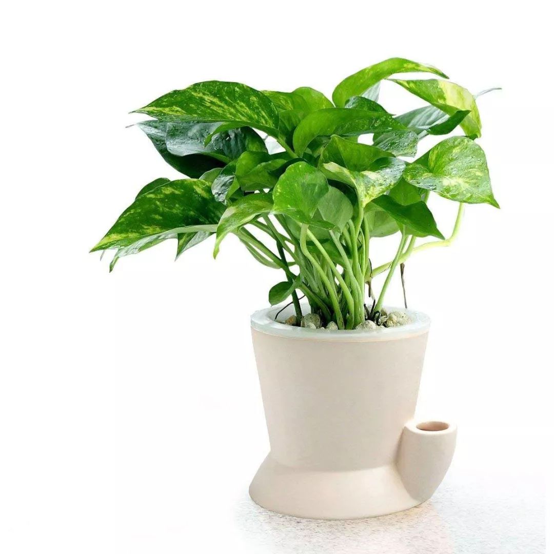 天太热怎么给花降温,天冷植物怎么淋水