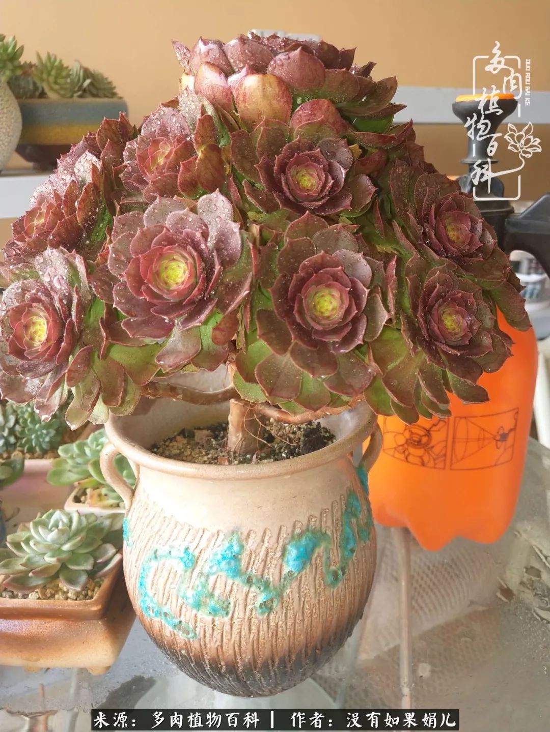 一个80后的养殖人,农村80后养肉人