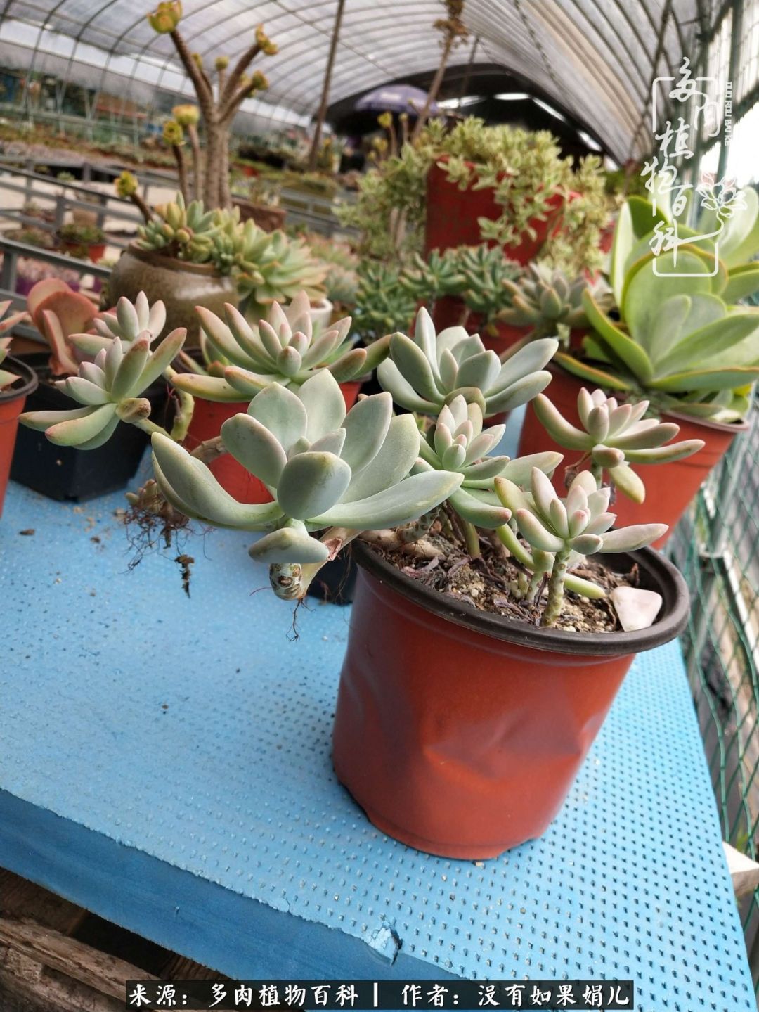 一个80后的养殖人,农村80后养肉人