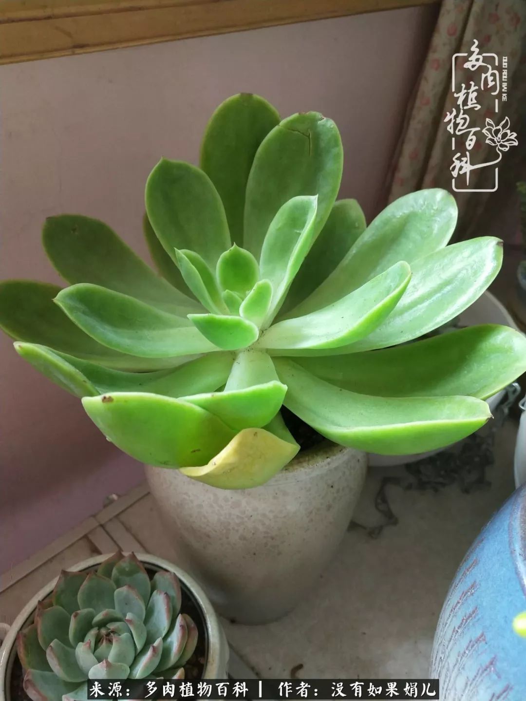 一个80后的养殖人,农村80后养肉人