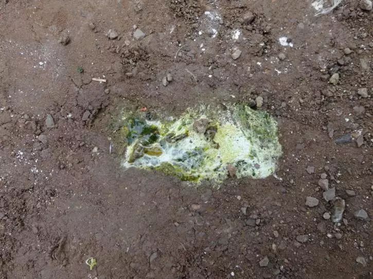 鹅老是拉稀怎么办,鹅突然拉白屎是什么原因怎么治疗