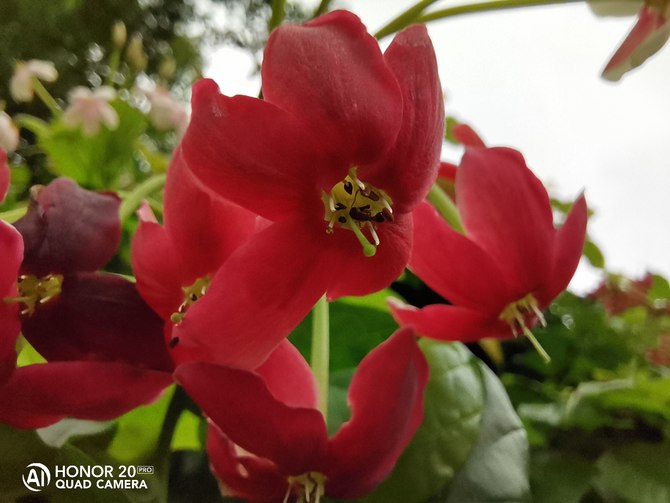 荣耀20Pro测评,荣耀20pro详细测评视频