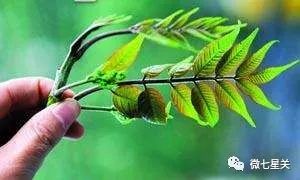 小心有毒路边野菜别乱采,有毒的野果和野菜