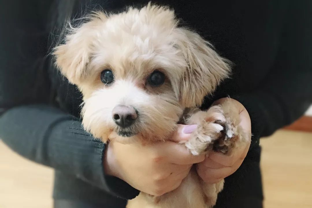 高萌来袭!真小奶猫小奶狗!|毛孩子的童年有多奶?