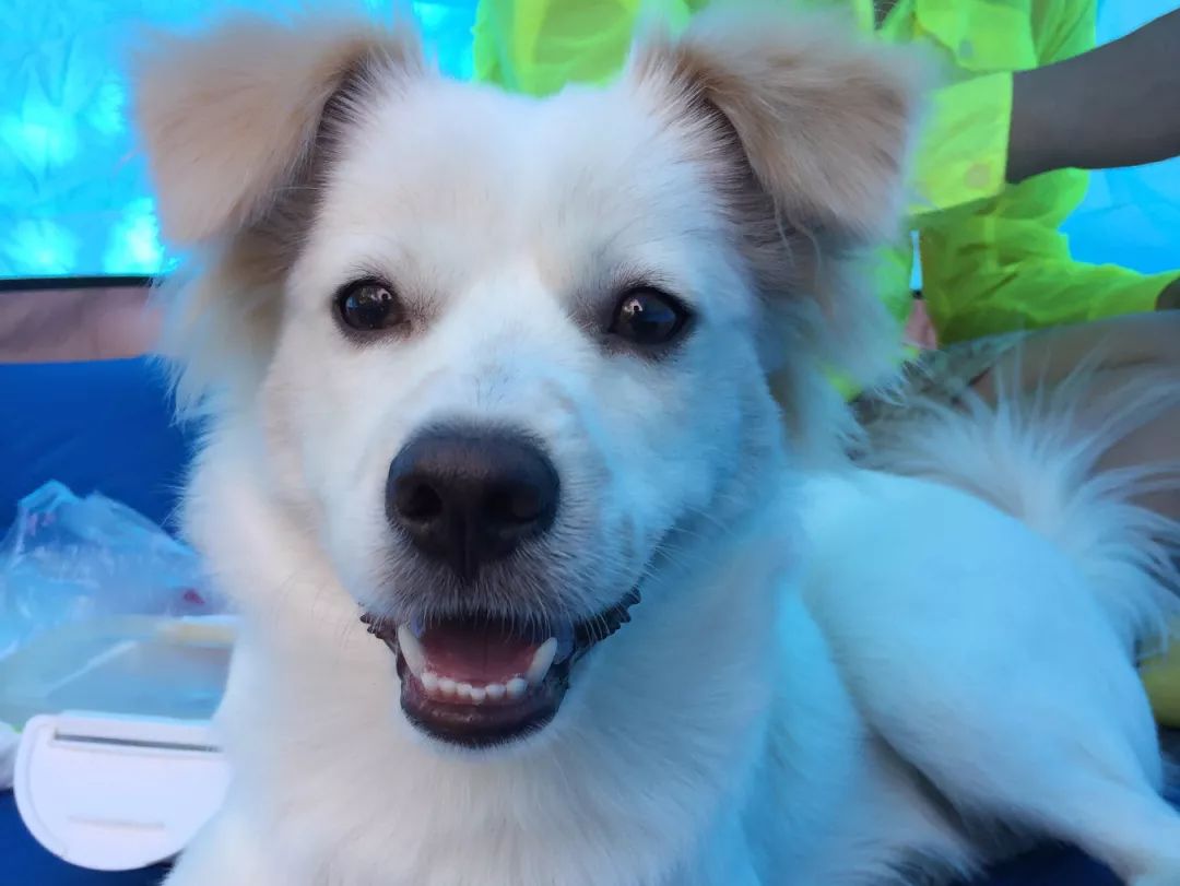 高萌来袭!真小奶猫小奶狗!|毛孩子的童年有多奶?