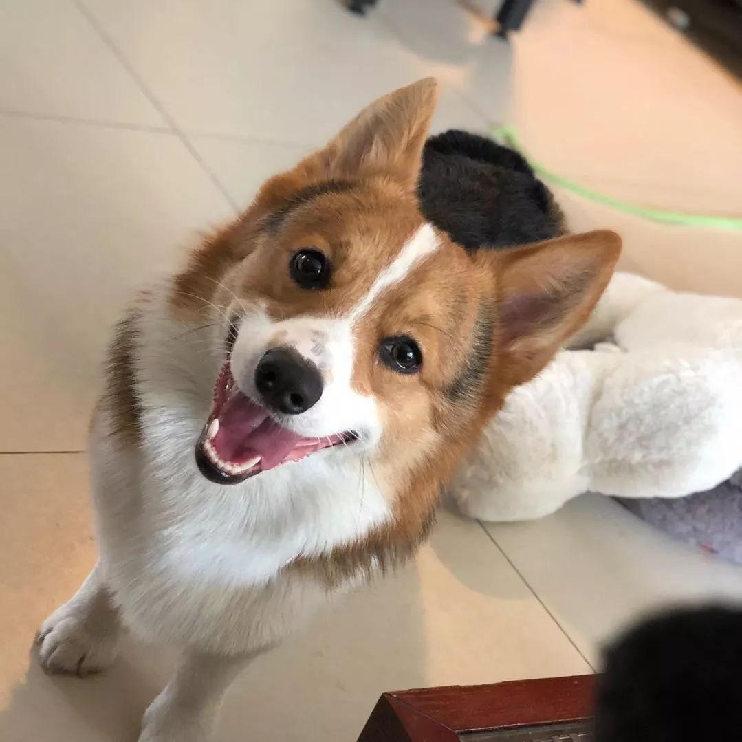 高萌来袭!真小奶猫小奶狗!|毛孩子的童年有多奶?