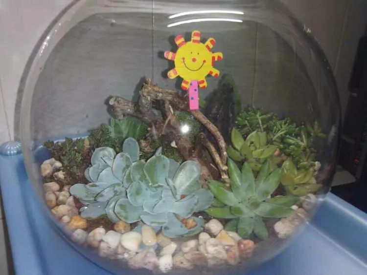 养多肉一个人就可以玩到天荒地老,养多肉的幸福其实很简单