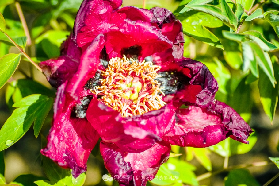 他让高寒干旱地开满牡丹花，打造西北牡丹第一园