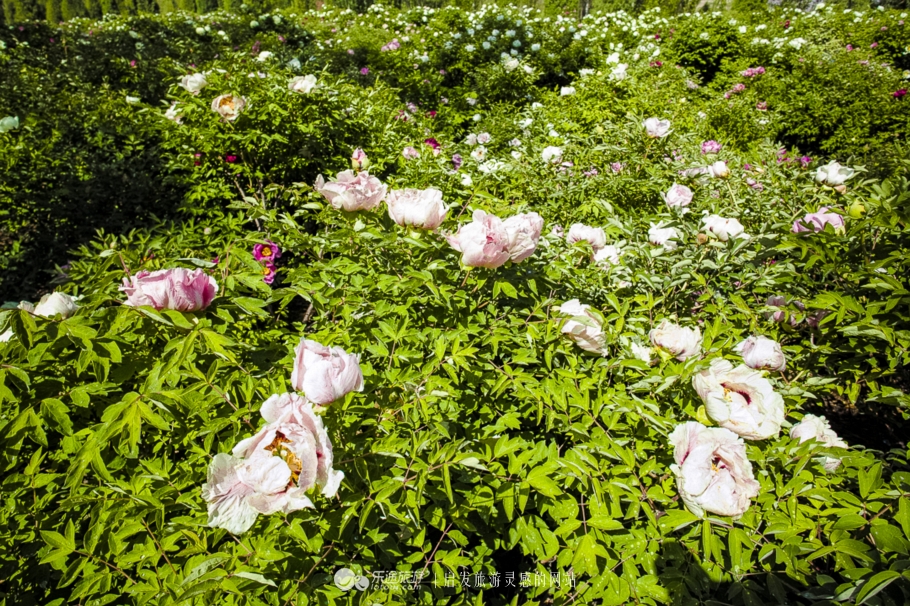 他让高寒干旱地开满牡丹花，打造西北牡丹第一园